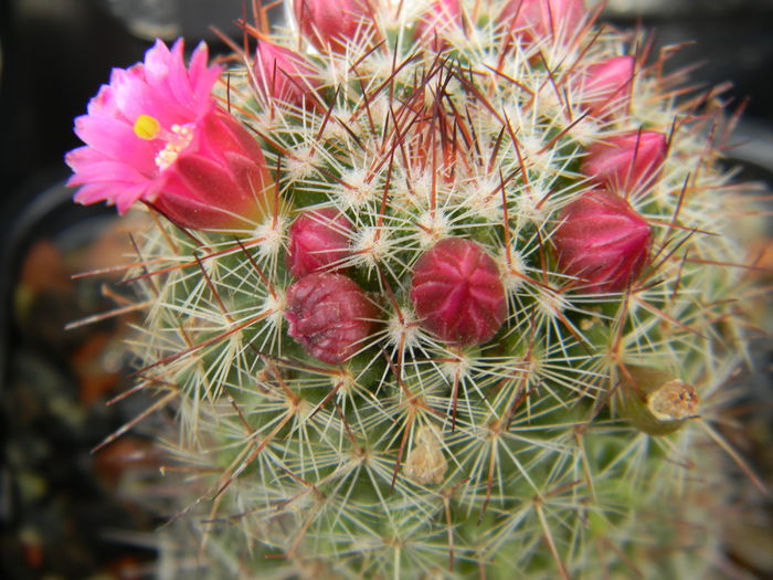 DSCN6465 - Genul Mammillaria