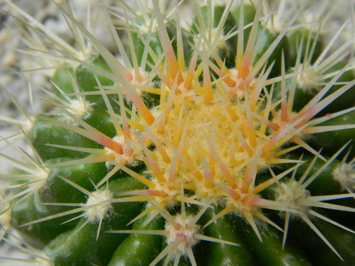 Echinocactus grusonii - Genul Echinocactus