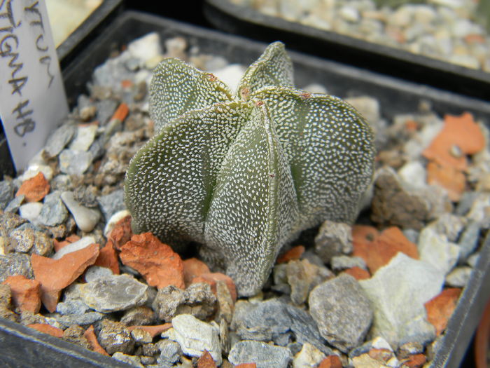 DSCN6468 - Genul Astrophytum