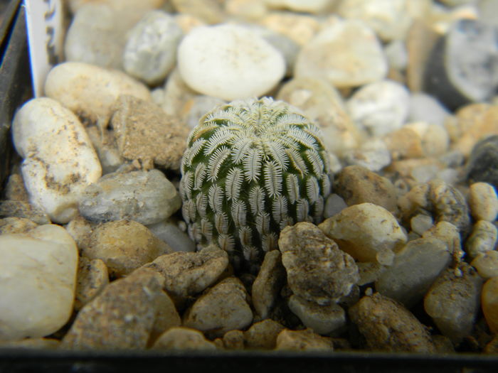 Turbinicarpus pseudopectinatus - Genul Turbinicarpus