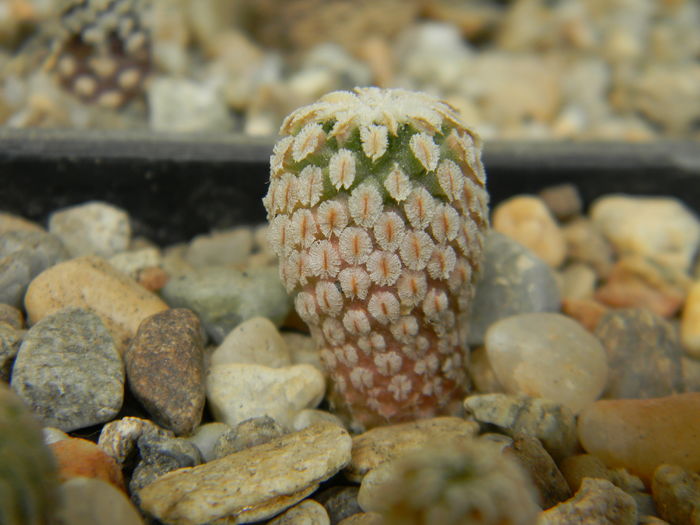 T. pseudopectinatus x valdezianus - Genul Turbinicarpus