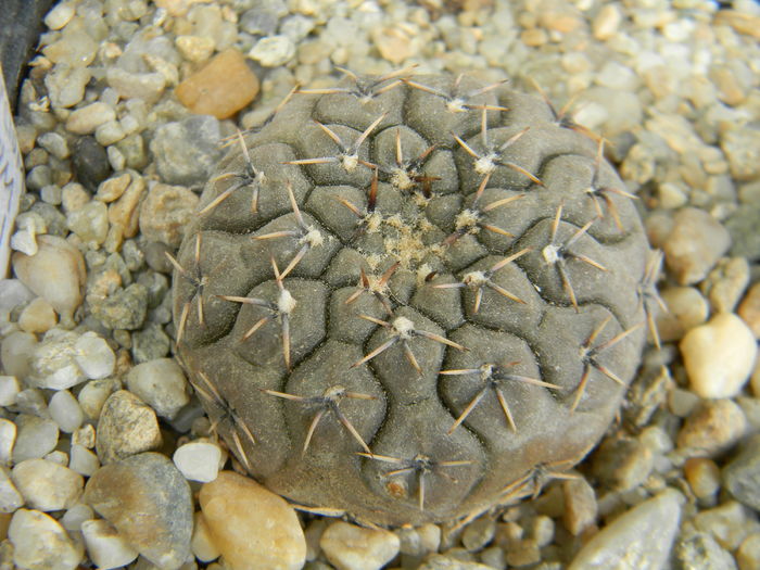 DSCN6474 - Genul Gymnocalycium