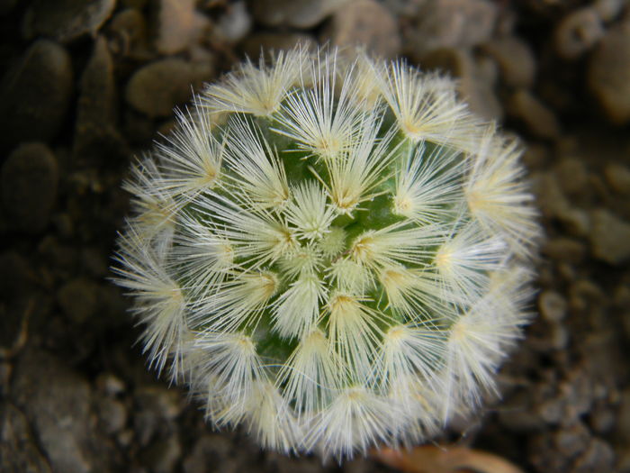 Mammillaria carmenae - Genul Mammillaria