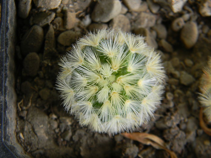 Mammillaria carmenae - Genul Mammillaria
