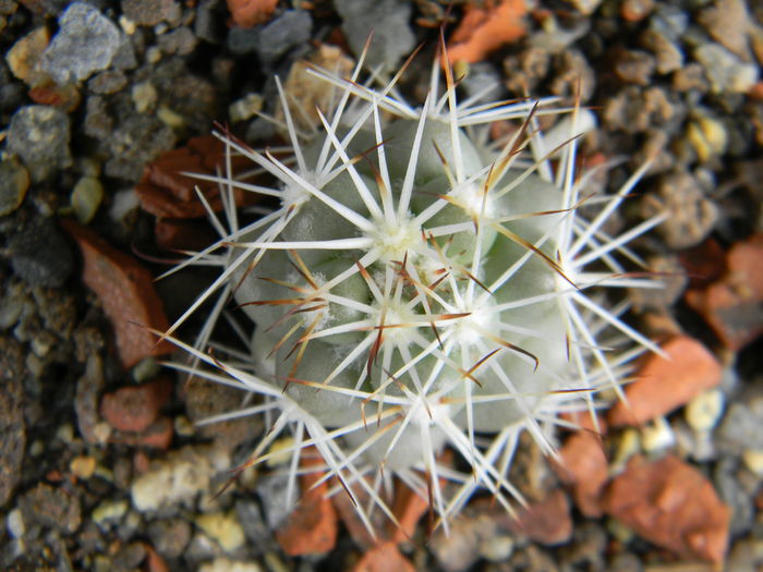 DSCN6483 - Genul Mammillaria