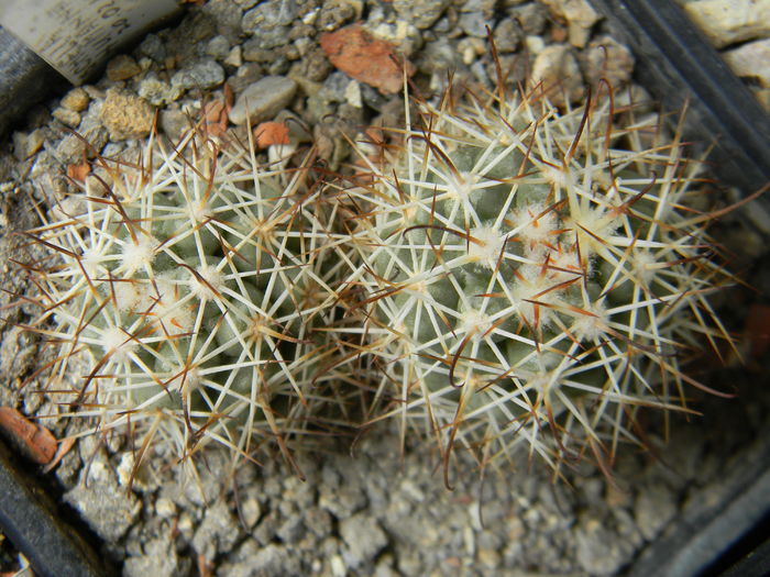 DSCN6484 - Genul Mammillaria