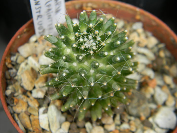 DSCN6486 - Genul Mammillaria