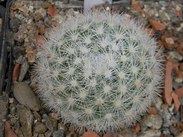 Mammillaria candida - Genul Mammillaria