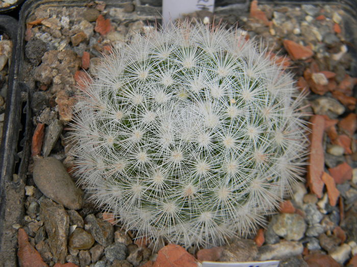 Mammillaria candida
