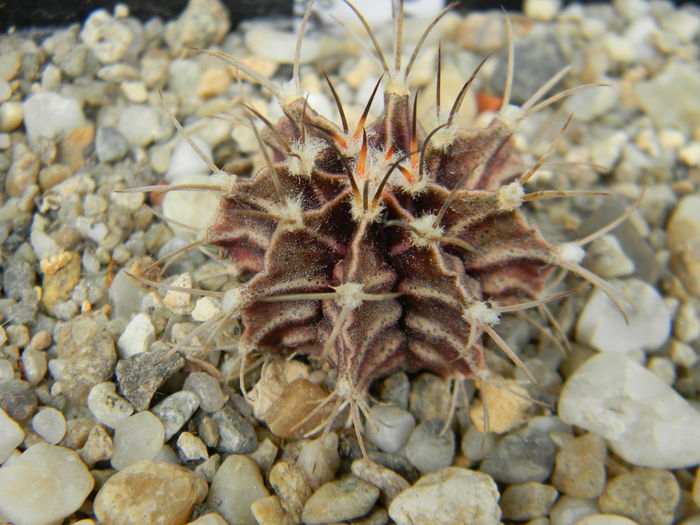 DSCN6491 - Genul Gymnocalycium