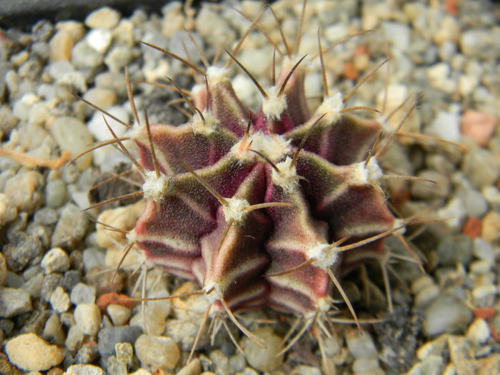 DSCN6492 - Genul Gymnocalycium