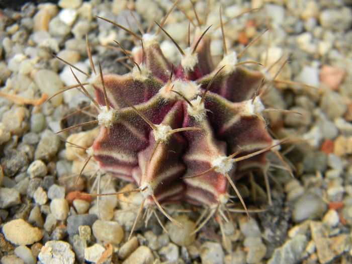 DSCN6493 - Genul Gymnocalycium