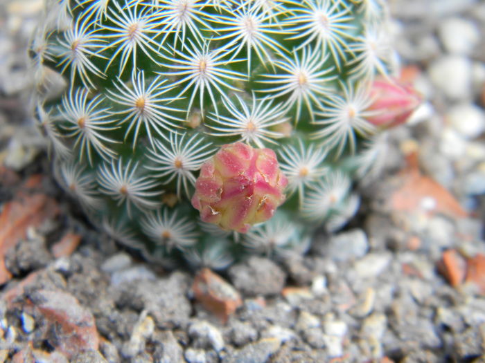 Mammillaria solisioides - Genul Mammillaria