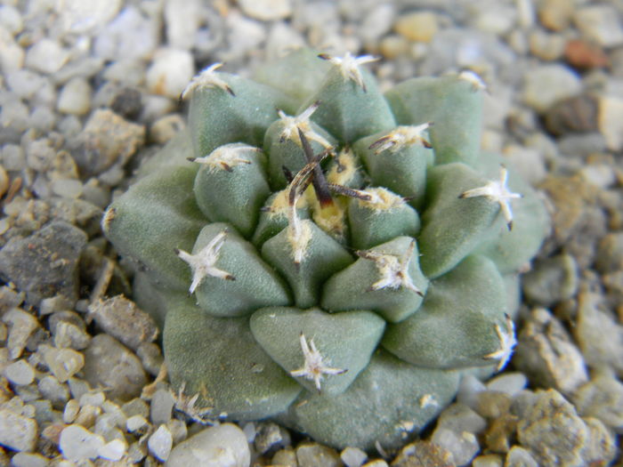 Turbinicarpus alonsoi - Genul Turbinicarpus