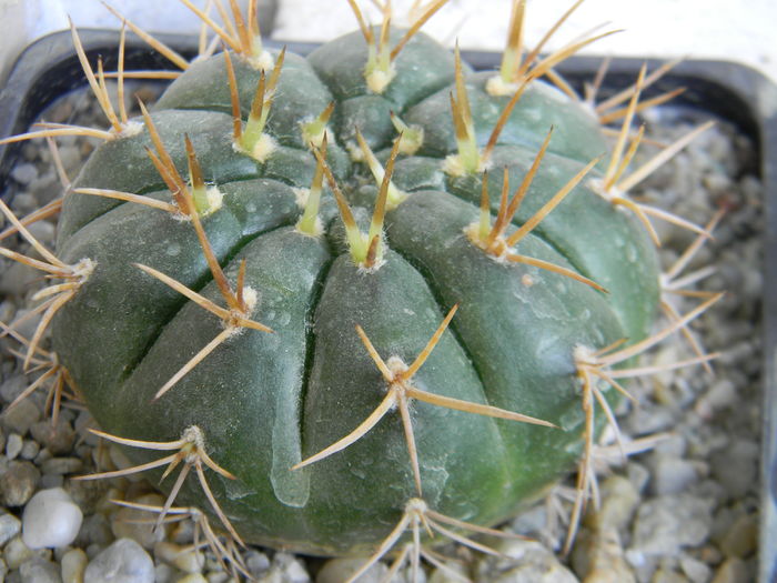 DSCN6507 - Genul Gymnocalycium