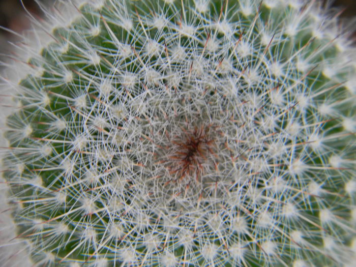 necunoscuta - Genul Mammillaria