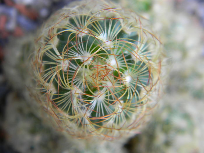 DSCN6517