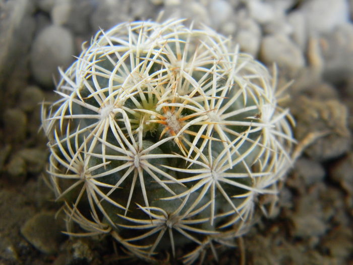 DSCN6523 - Genul Coryphantha