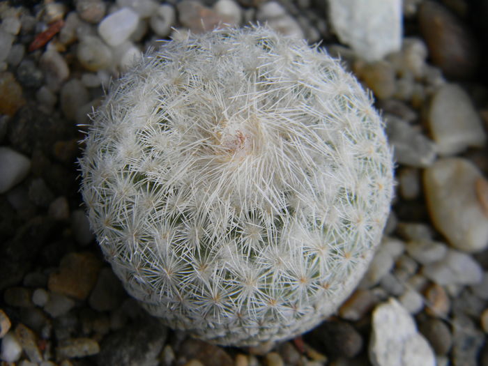 Epithelantha micromeris - Genul Epithelantha