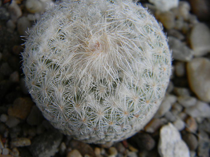 Epithelantha micromeris - Genul Epithelantha