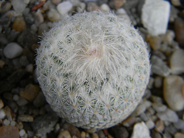 Epithelantha micromeris - Genul Epithelantha