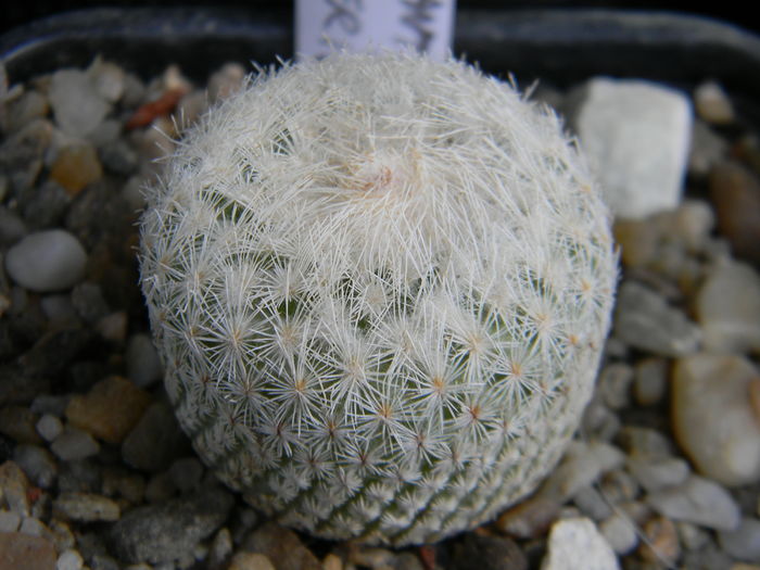 Epithelantha micromeris - Genul Epithelantha