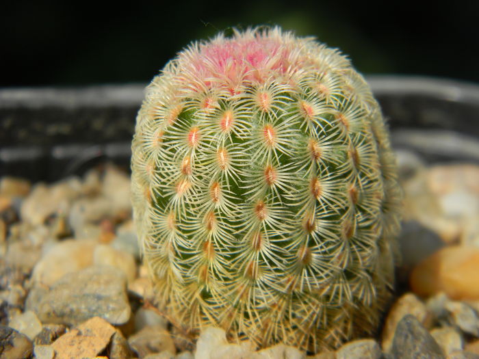 DSCN6538 - Genul Echinocereus