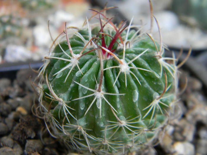 Echinofossulocactus multicostatus - Genul Echinofossulocactus