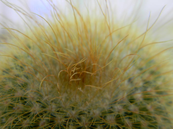 Eriocactus leninghausii