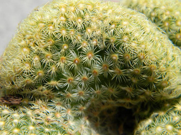 DSCN6546 - Genul Mammillaria