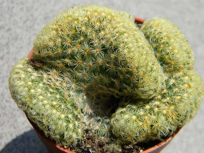 DSCN6547 - Genul Mammillaria