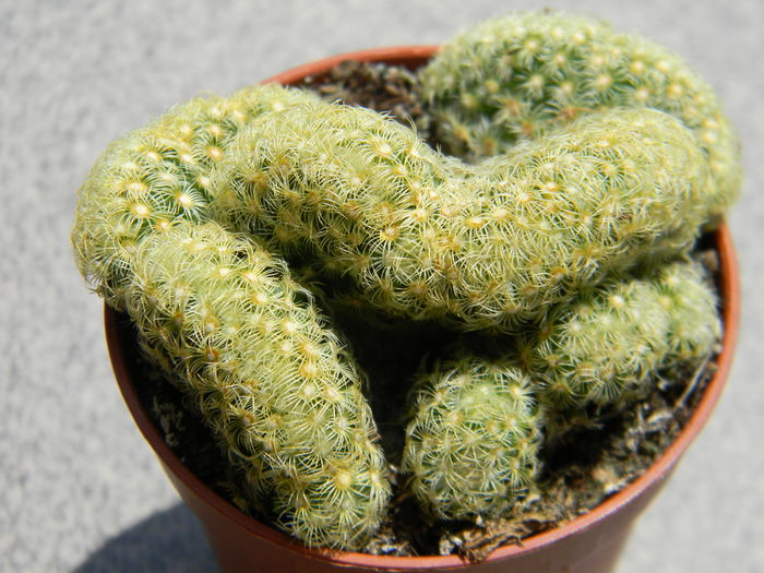 DSCN6548 - Genul Mammillaria