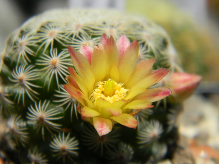Mammillaria solisioides