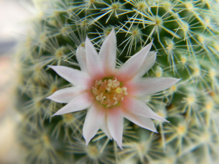 DSCN6557