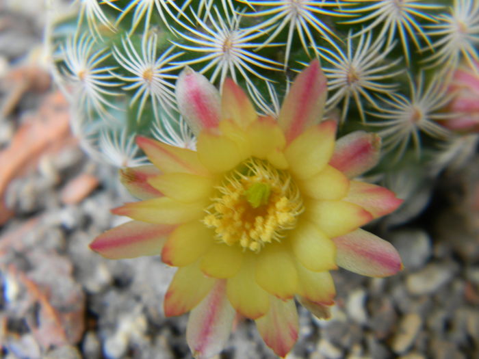 Mammillaria solisioides