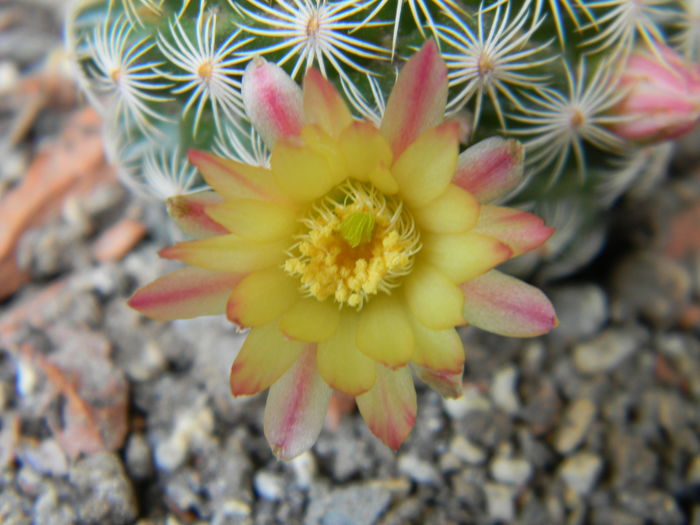 Mammillaria solisioides - Genul Mammillaria