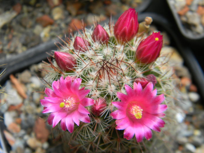 DSCN6566 - Genul Mammillaria
