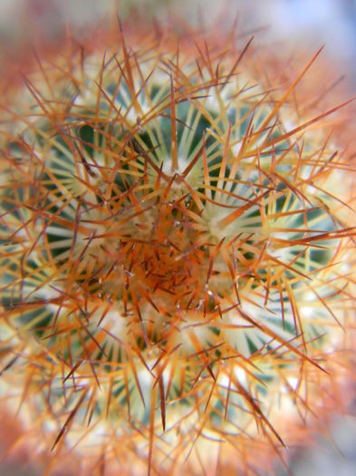 DSCN6572