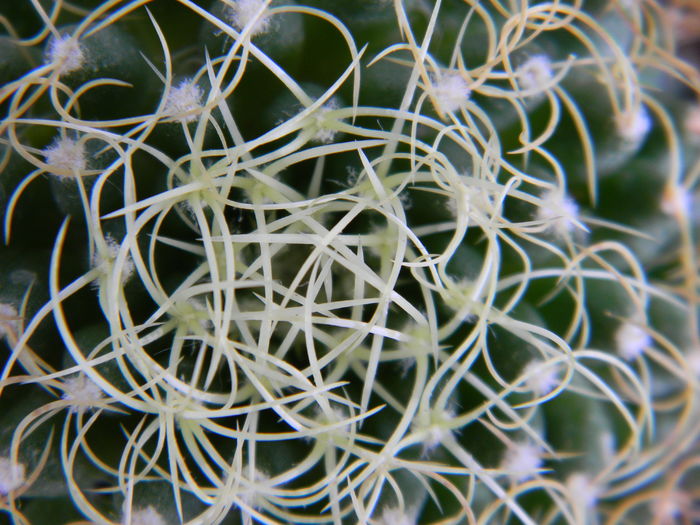DSCN6578 - Genul Mammillaria