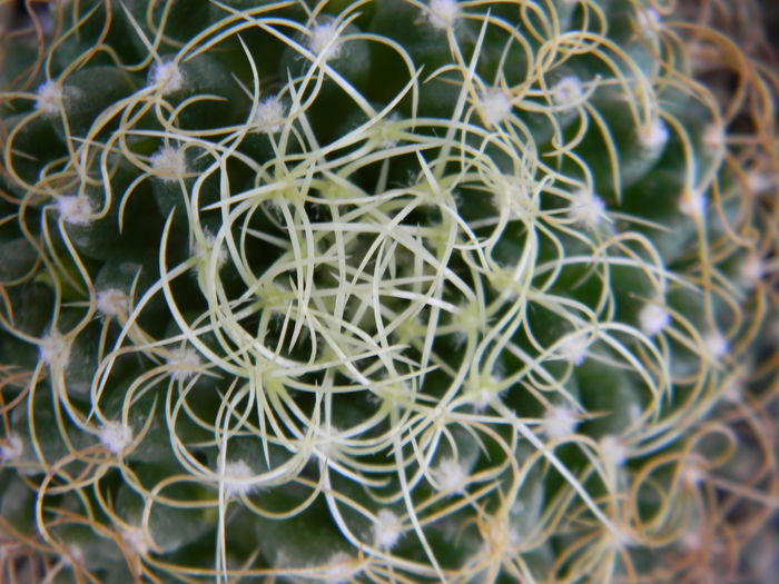 DSCN6579