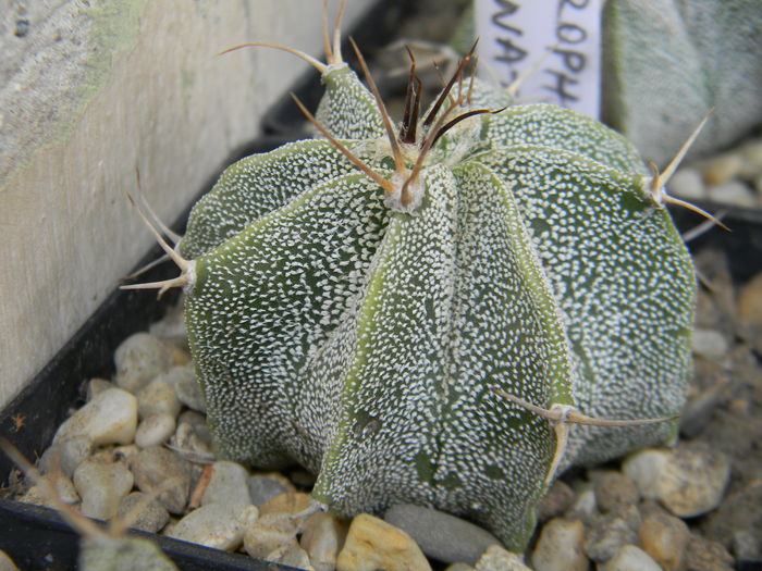 DSCN6581 - Genul Astrophytum