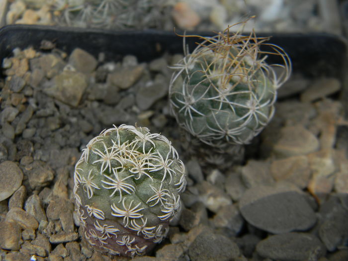 Turbinicarpus pseudomacrochele - Genul Turbinicarpus