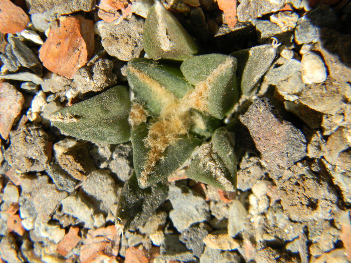 Ariocarpus kotschoubeyanus v. macdowellii - Genul Ariocarpus