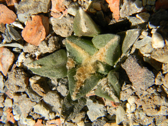 Ariocarpus kotschoubeyanus v. macdowellii - Genul Ariocarpus