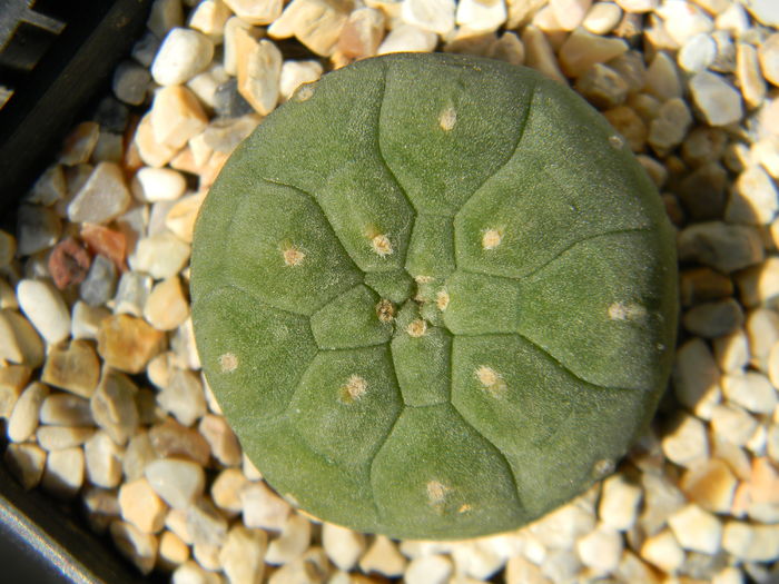 Matucana madisoniorum - Genul Matucana