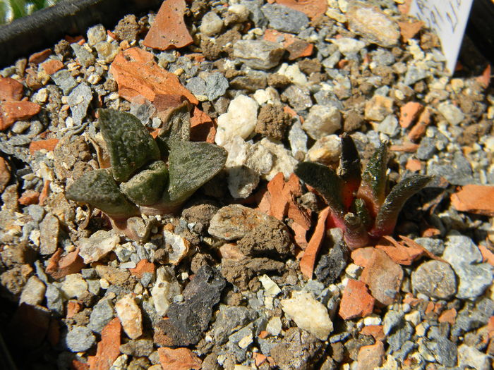 A.fissuratus + A. fissuratus ssp.hintonii