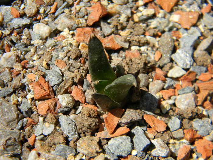 Ariocarpus retusus ssp. panarottoy - Genul Ariocarpus