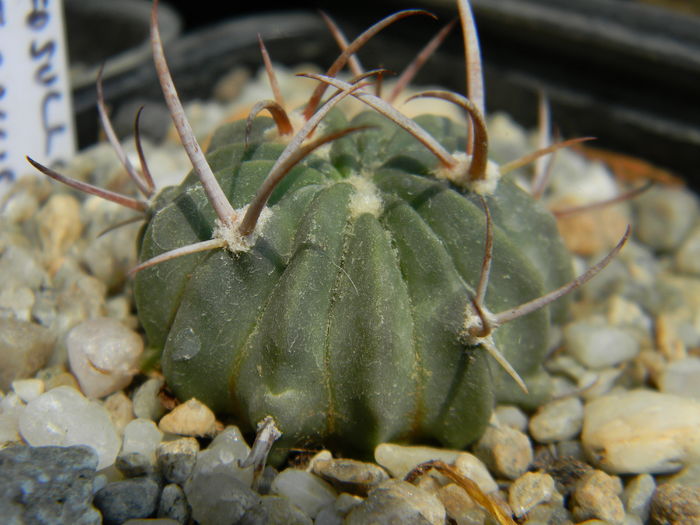 Echinofossulocactus coptonogonus - Genul Echinofossulocactus