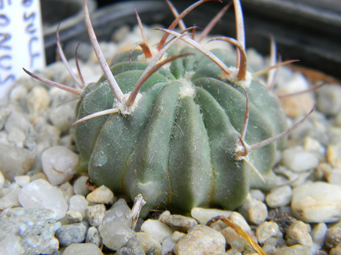Echinofossulocactus coptonogonus - Genul Echinofossulocactus