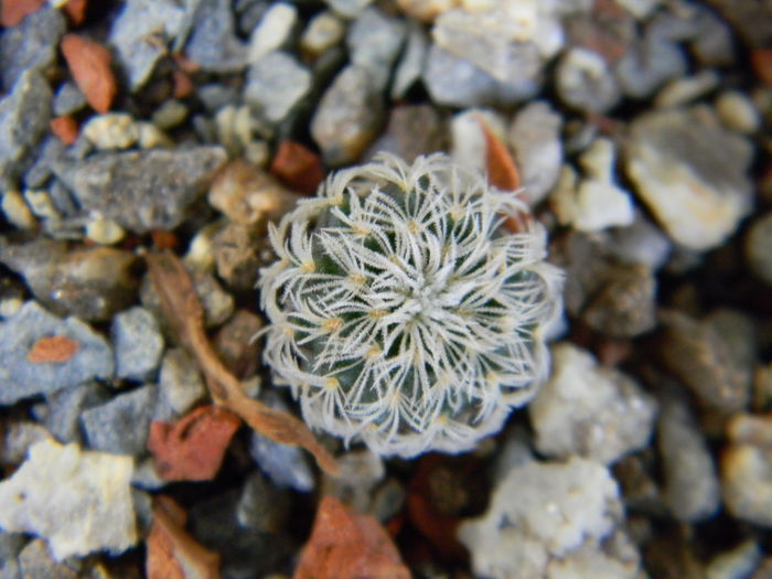 Frailea buenekeri ssp. densispina - Genul Frailea